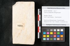 Foto (Objekt + Etikett) von Quercus palaeoilex Ettingshausen (NHMW-GEO-2024-0188-8098)